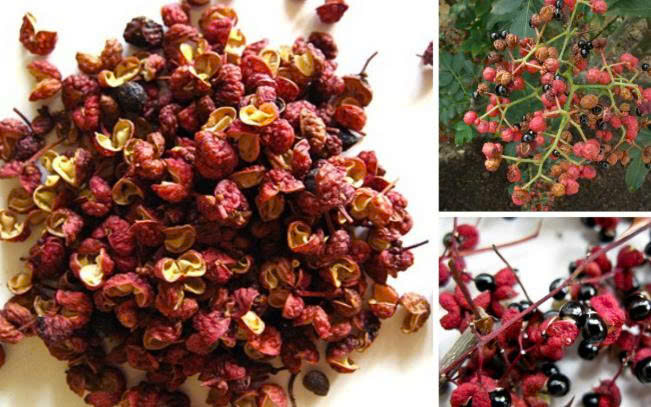 Xuyên tiêu đỏ/Hoa tiêu đỏ